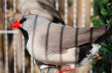 Shaftail Finches / Silver