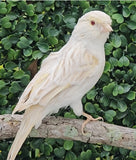 Yellow Mosaic Canary Isabel