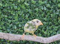 Forbes Parrot Finch / Pied