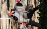 Shaftail Finches / Silver