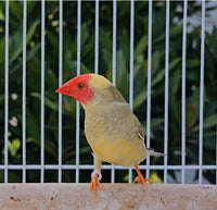 Star Finch / Pied