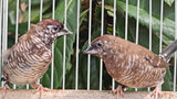 Cherry Plum‑Headed Finch / Melanistic