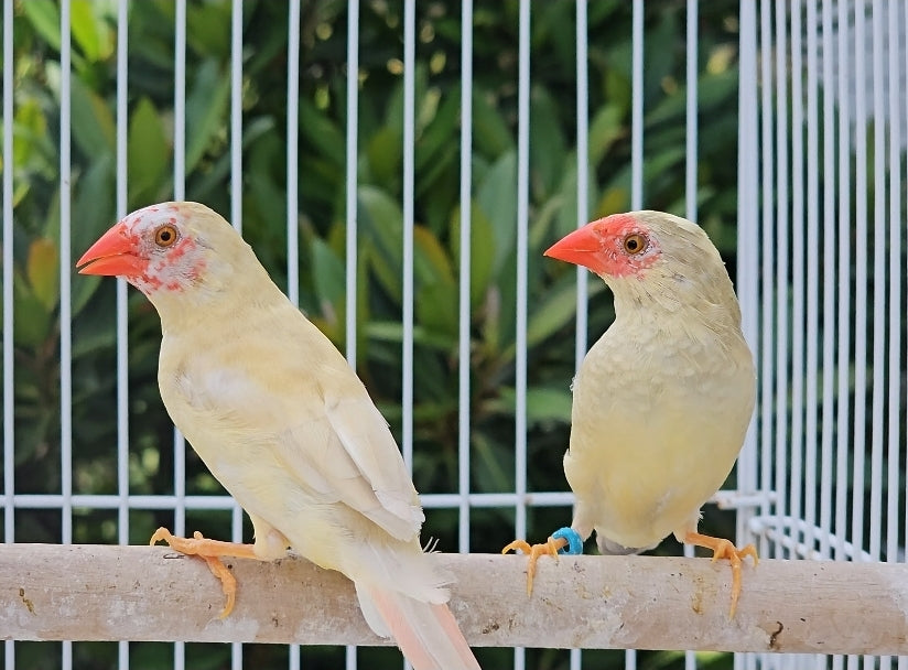 Star Finches / Red Face Yellow Body – Paradise Aviary Exotics