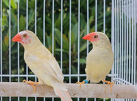 Star Finches / Red Face Yellow Body