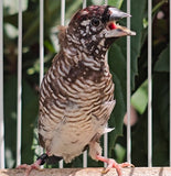 Cherry Plum‑Headed Finch / Melanistic