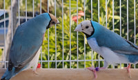 Gouldian Finches / Blue