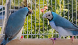 Gouldian Finches / Blue