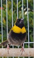 Cuban Melodious Finch