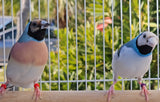 Gouldian Finches / Blue