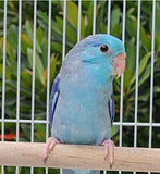 Parrotlet
