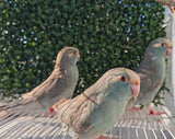 New Zealand kakariki parrot Paradise Aviary Exotics