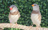 Diamond Firetail Finches / Fawn
