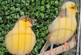 Gloster Canary corona crested bird for sale