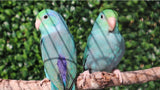 Parrotlet captive bred parrot for sale