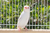 Gouldian Finches / Albino