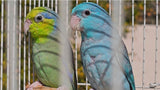 Parrotlet captive bred parrot for sale