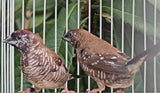 Cherry Plum‑Headed Finch / Melanistic