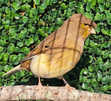 Gloster Canary consort smooth head variety
