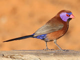 Violet Eared Waxbill
