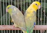 Parrotlet Pairs