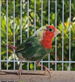 Red Throat Parrot Finch Lightly Pied