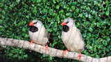 Shaftail Finches / Silver