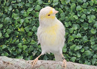 Yellow Mosaic Canary Isabel