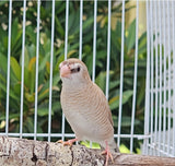 Cherry / Plum-headed finches Fawn