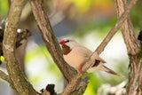 Isabel Shaftail Finch Poephila acuticauda captive bred for sale