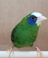 Blue Face Parrot Finch / Split Yellow Body