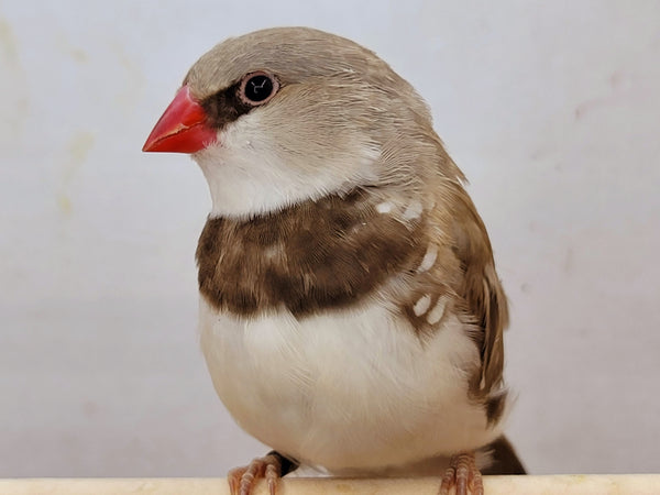 Fawn Diamond Firetail Finches