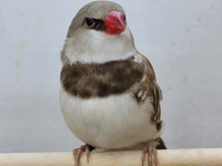 Fawn Diamond Firetail Finch