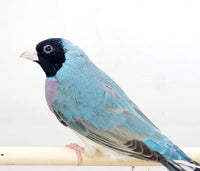 Blue Back Gouldian Finch