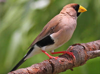 Masked Grass Finch