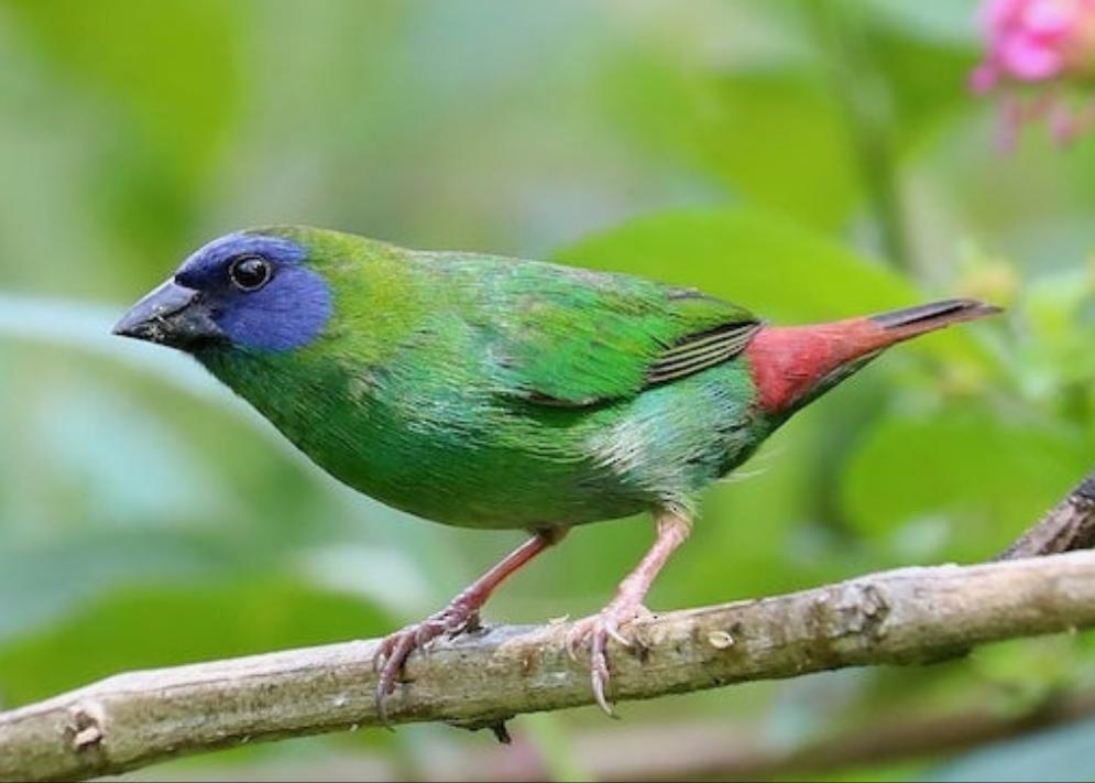 Blue Face Parrot Finches – Paradise Aviary Exotics