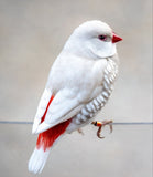 Silver Diamond Firetail Finches