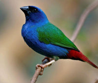 Forbes Parrot Finch