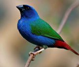 Forbes Parrot Finch