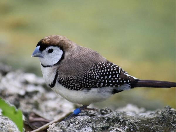 Owl Finches Normal – Paradise Aviary Exotics - Main Image