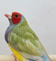 Dilute Gouldian Finch