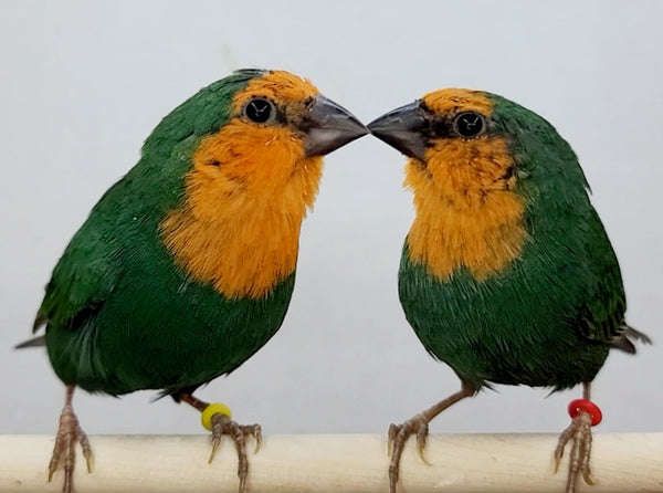 Mutations Parrot Finch Breeding Red Throat Parrot Finches Seagreen