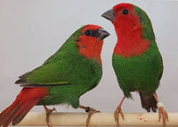 Red throat parrot finches