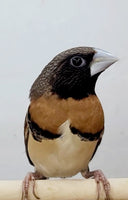 Chestnut-breasted mannikin finch