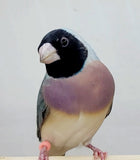 Blue Back Gouldian Finch