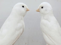 White Canaries