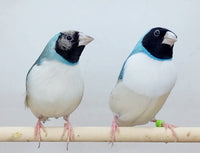 Blue Back Gouldian Finches