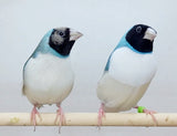 Blue Back Gouldian Finches