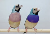 Blue Back Gouldian Finches