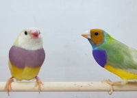 Dilute Gouldian Finches