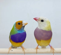 Dilute Gouldian Finches